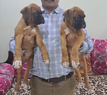 Boxer dog online shop in india