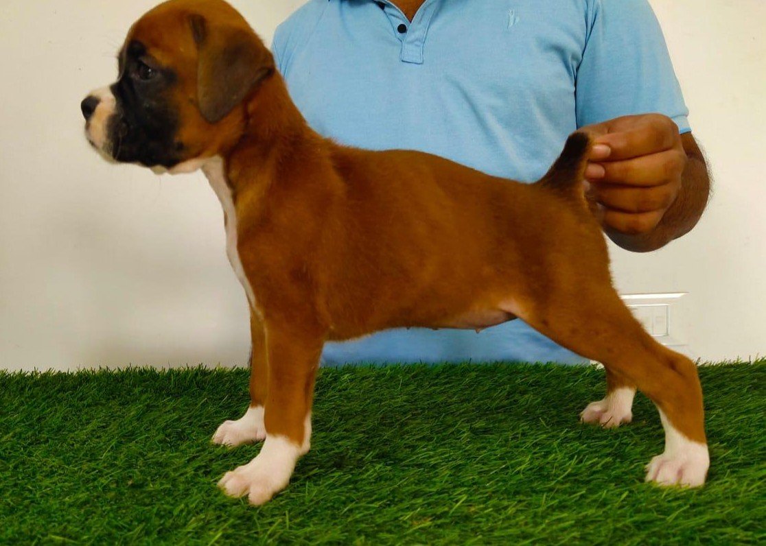 Boxer dog breeder in Kolkata