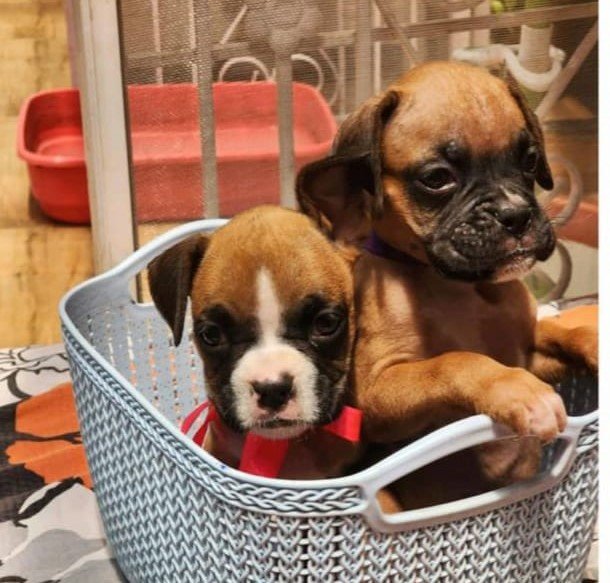 Boxer Female price in Kolkata