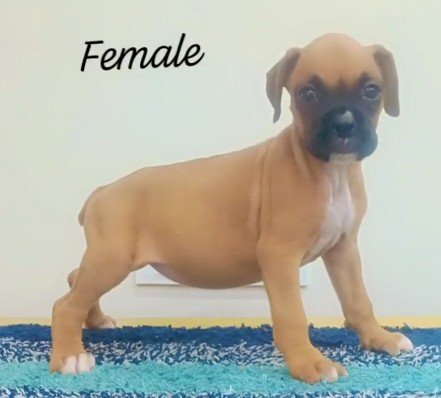 Boxer Male Price in Kolkata