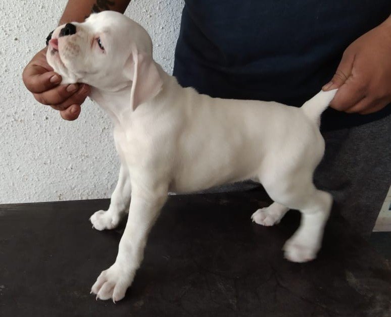 Pure Breed Boxer price in Kolkata