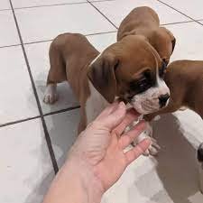 Boxer dog breeder in Vizag
