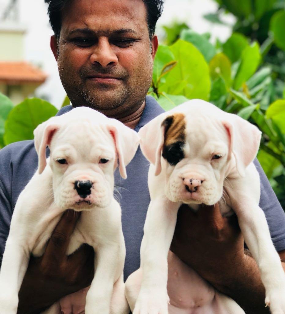 Boxer Female price in Vizag