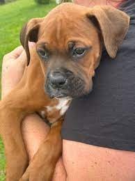 Boxer Male Price in Vizag