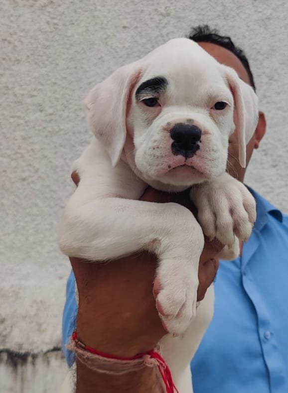 Pure Breed Boxer price in Vizag