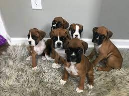 Boxer online price in Vizag