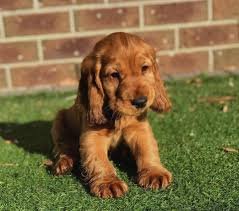 Cocker Spaniel  male price in india