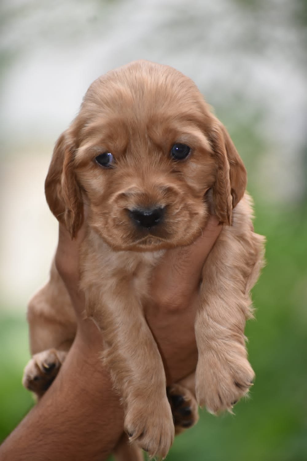 Cocker Spaniel pet shop in india