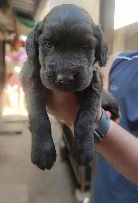 Cocker Spaniel Price In Ahmedabad