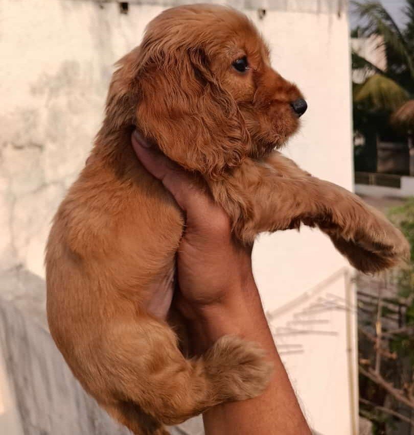Cocker Spaniel dog breeder in Ahmedabad