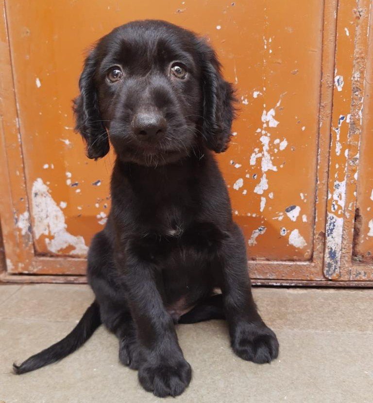 Cocker Spaniel Female price in Ahmedabad