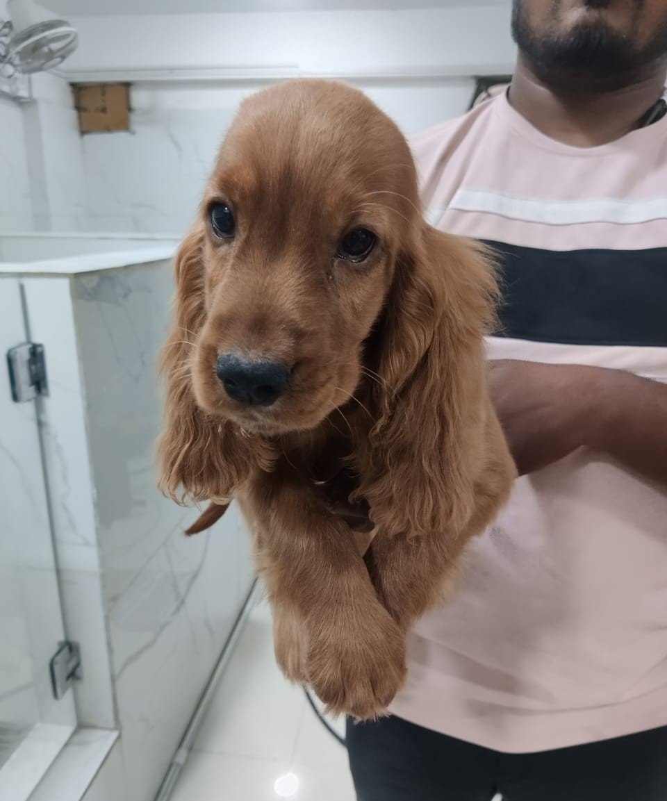 Cocker Spaniel Male Price in Ahmedabad