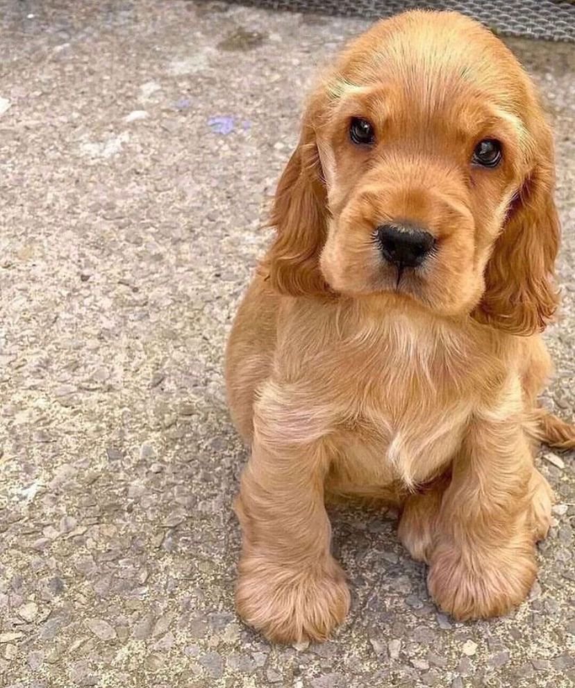 Pure Breed Cocker Spaniel price in Ahmedabad