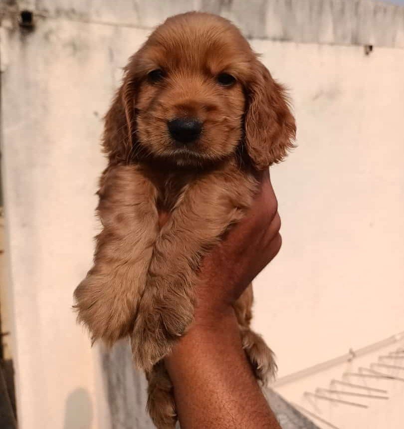 Cocker Spaniel online price in Ahmedabad