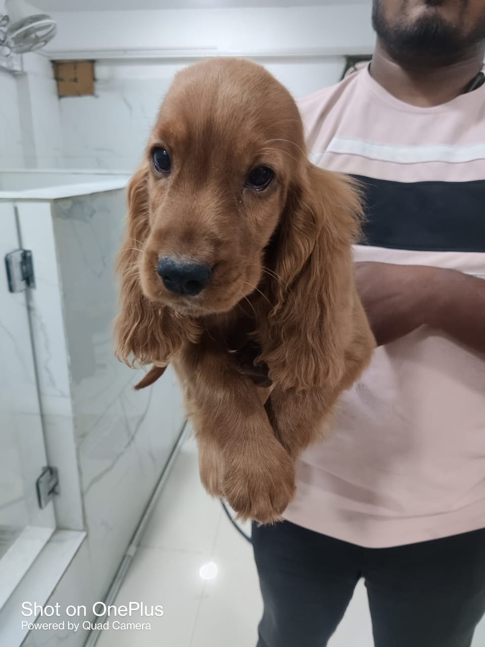 Cocker Spaniel Price In Bangalore