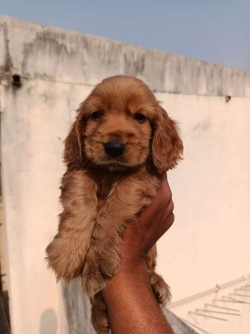 Cocker Spaniel Female price in Bangalore