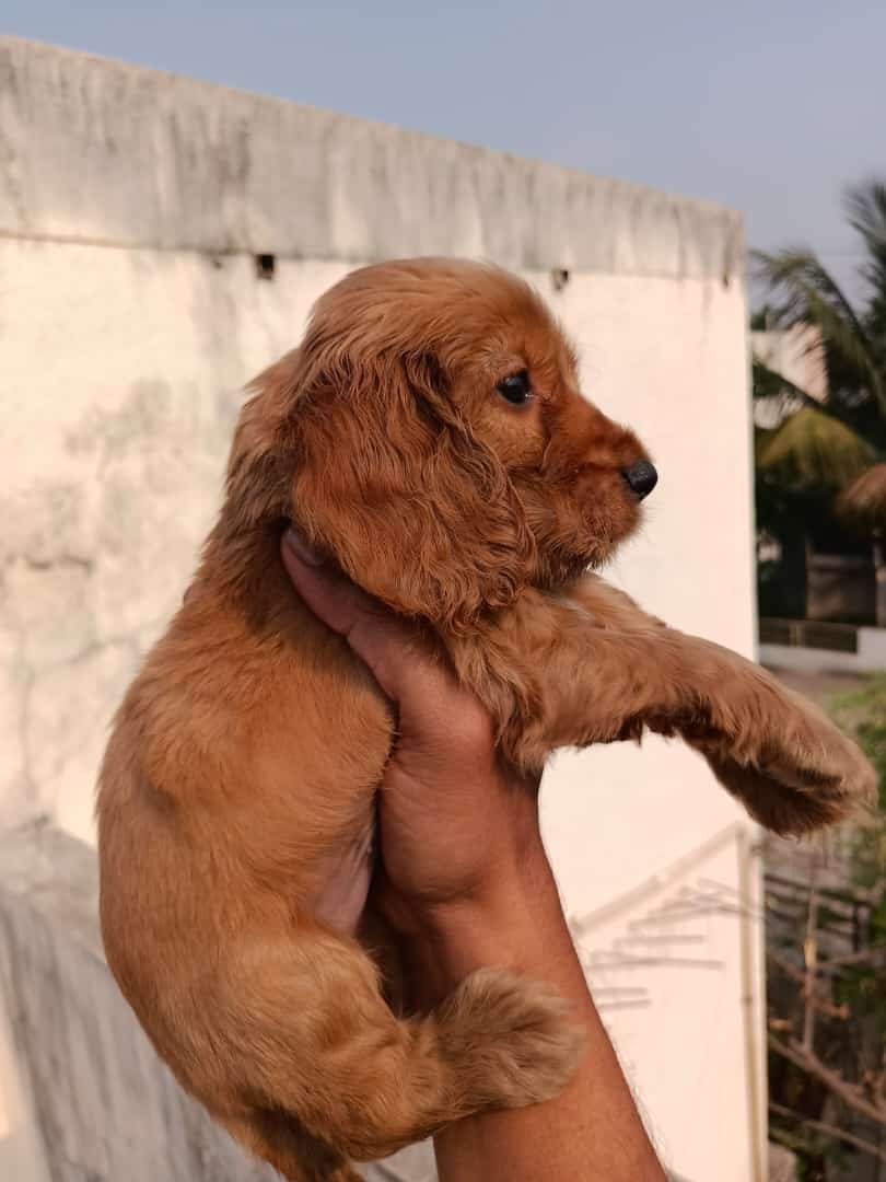 Cocker Spaniel Male Price in Bangalore