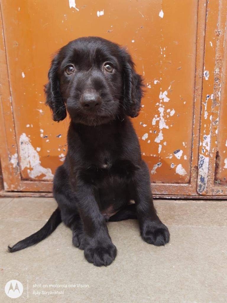 Cocker Spaniel online price in Bangalore
