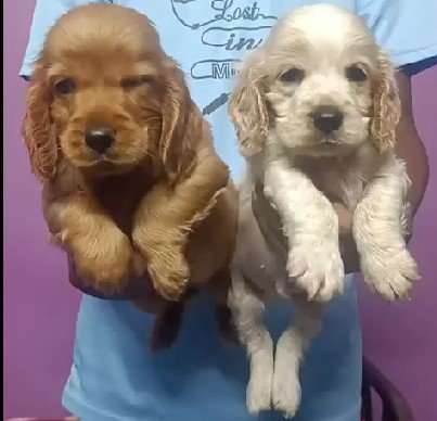 Cocker Spaniel Price In Chennai