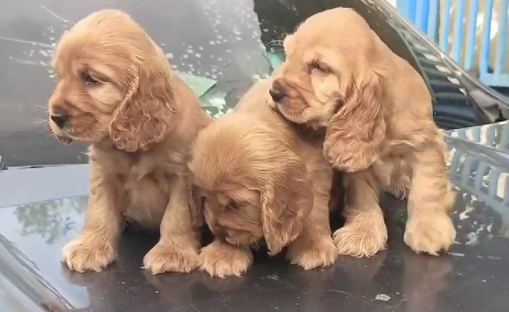Cocker Spaniel dog breeder in Chennai