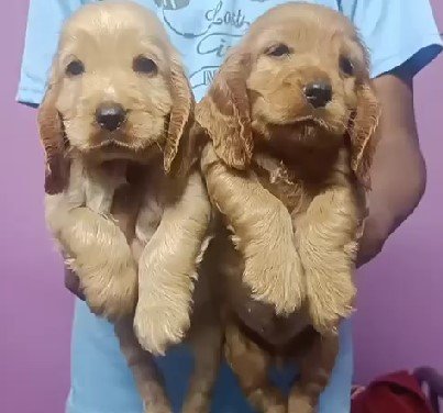 Cocker Spaniel Female price in Chennai