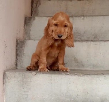 Cocker Spaniel Male Price in Chennai