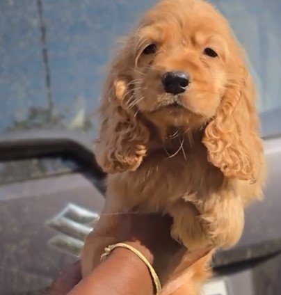 Pure Breed Cocker Spaniel  price in Chennai