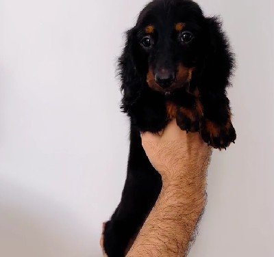 Cocker Spaniel Price In Hyderabad