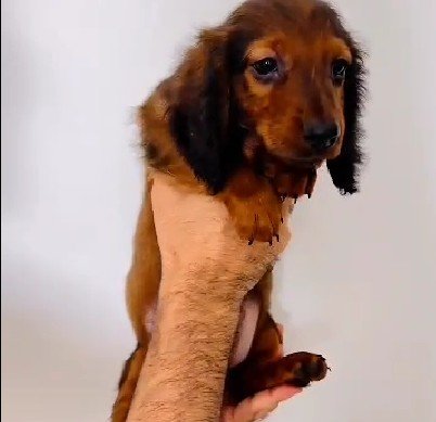 Cocker Spaniel dog breeder in Hyderabad