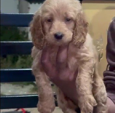 Cocker Spaniel Female price in Hyderabad