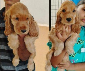 Pure Breed Cocker Spaniel price in Hyderabad