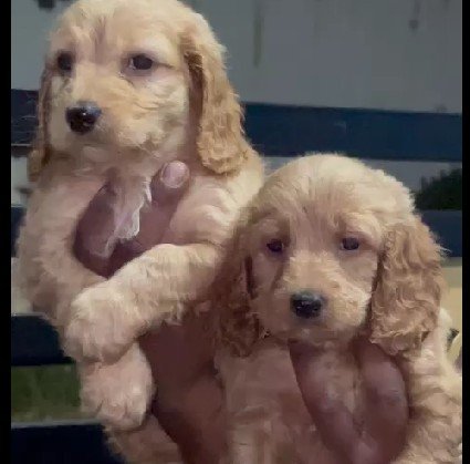 Cocker Spaniel online price in Hyderabad