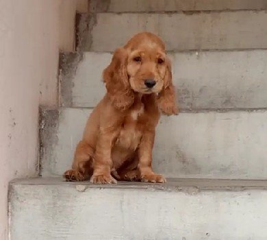 Cocker Spaniel Price In Kolkata