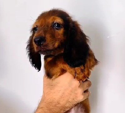 Cocker Spaniel dog breeder in Kolkata
