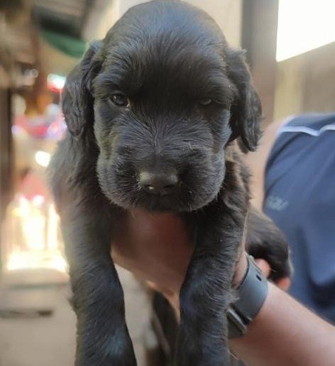 Cocker Spaniel Female price in Kolkata