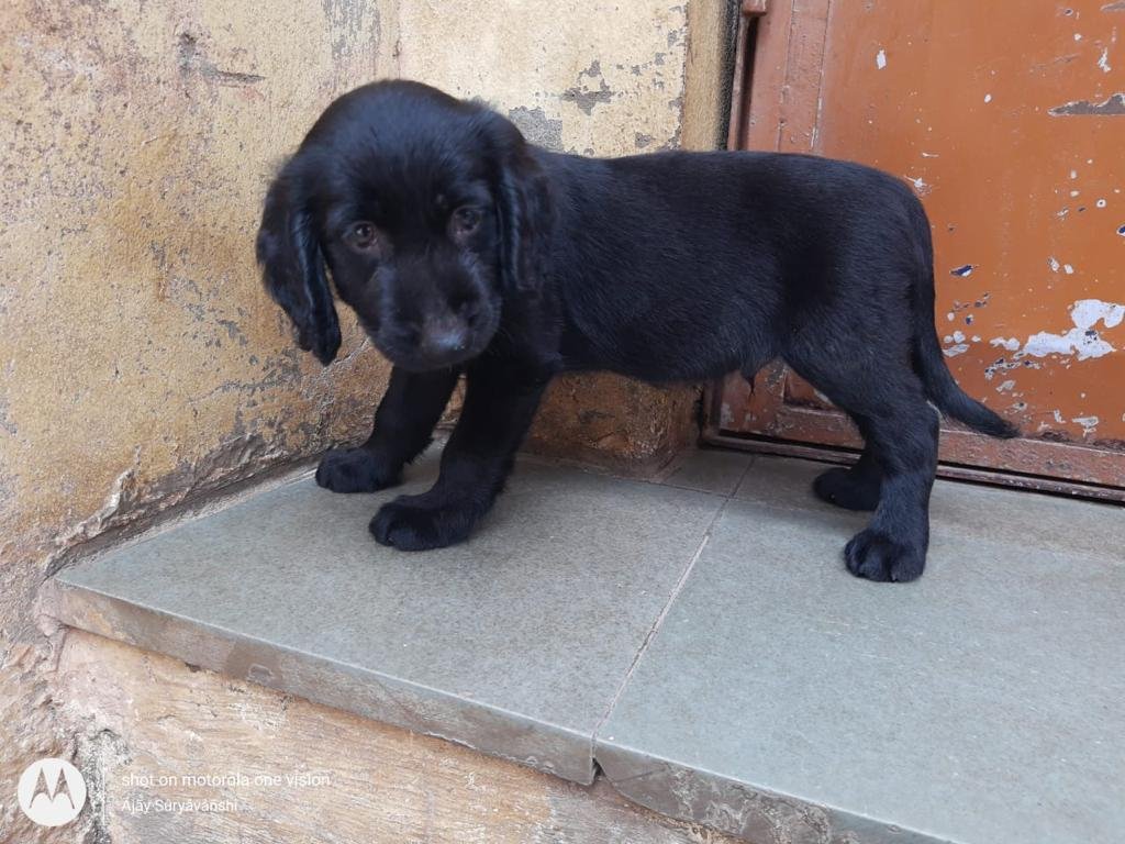 Cocker Spaniel Male Price in Kolkata