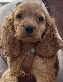 Pure Breed Cocker Spaniel price in Kolkata