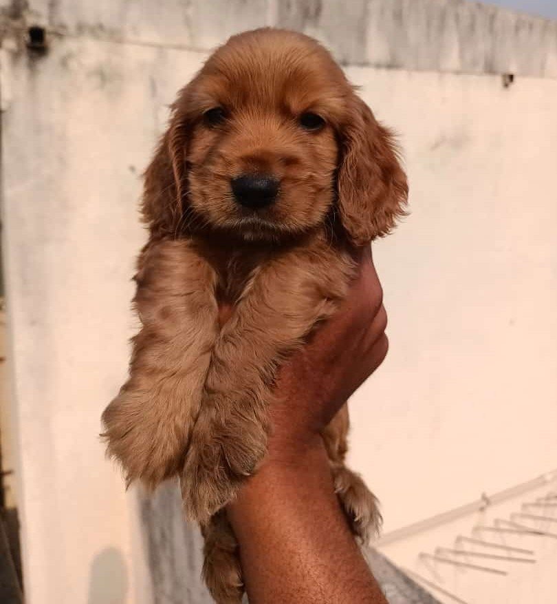 Cocker Spaniel online price in Kolkata