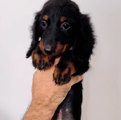 Cocker Spaniel for sale online in mumbai