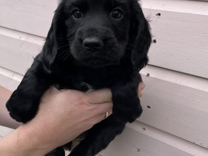 Cocker Spaniel price in mumbai