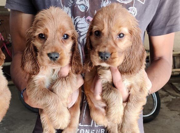 Cocker-Spaniel price in pune