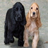 Cocker-Spaniel male price in pune
