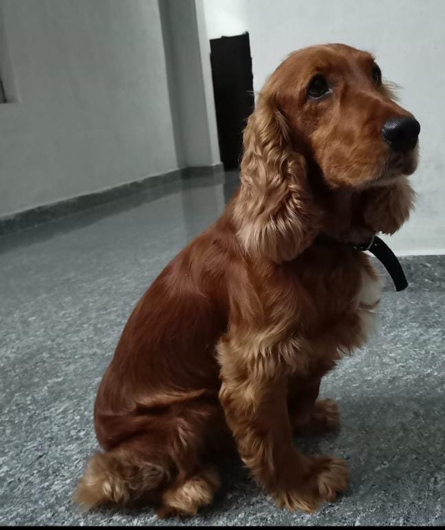 Cocker-Spaniel dog breeder in pune