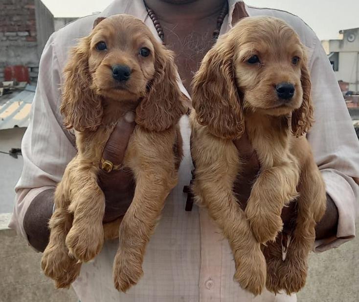 Cocker-Spaniel puppy price in pune