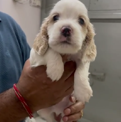 Cocker-Spaniel price in pune