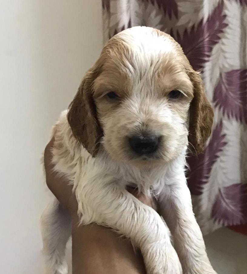 Cocker Spaniel Price In Vizag