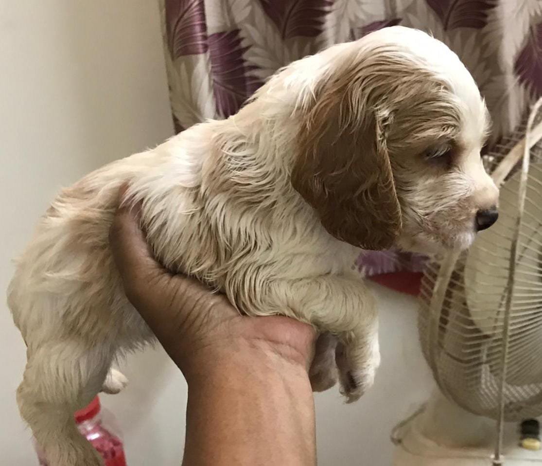 Cocker Spaniel dog breeder in Vizag
