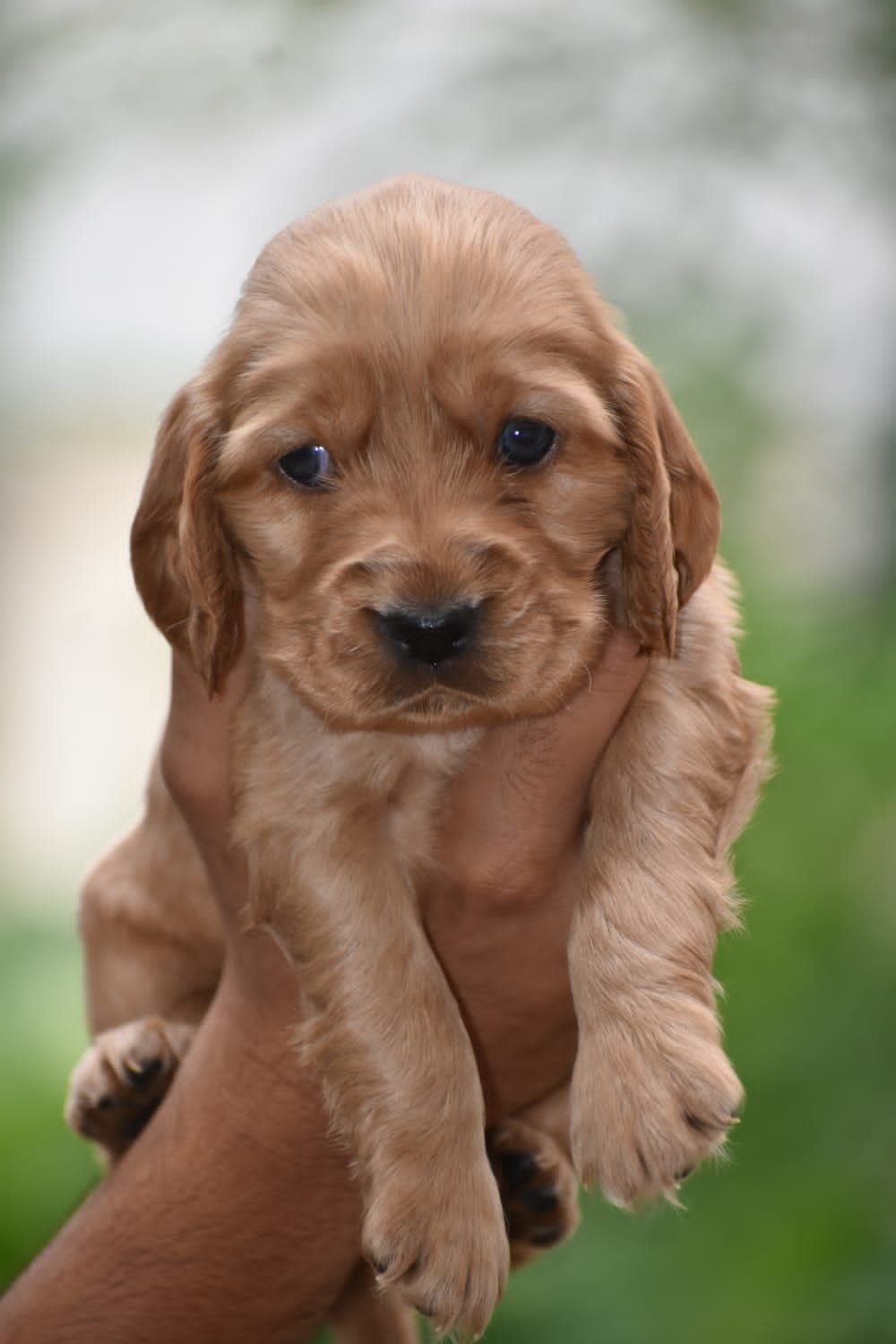 Cocker Spaniel Female price in Vizag