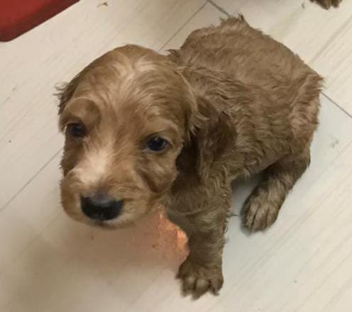 Cocker Spaniel Male Price in Vizag