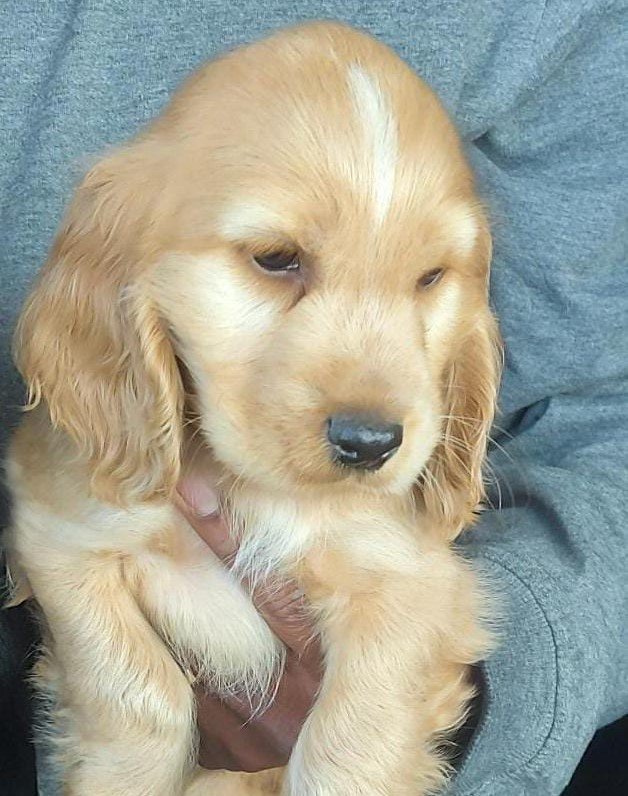 Pure Breed Cocker Spaniel price in Vizag